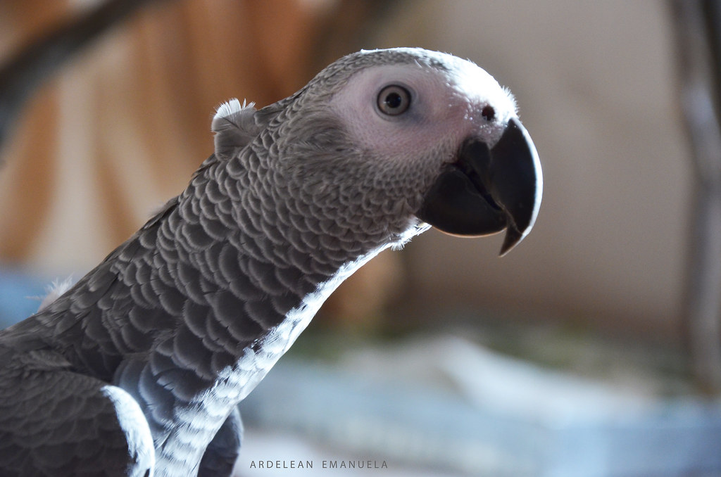 DSC_0125.jpg Emanuela Ardelean Flickr