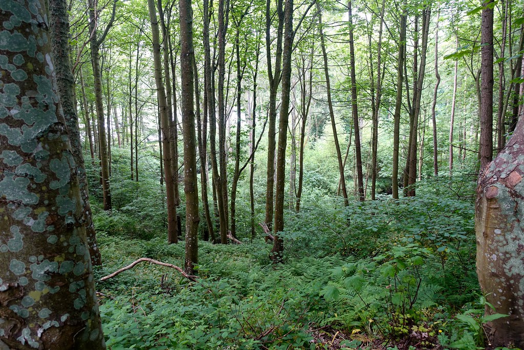 Woodland Paxton House nz_willowherb Flickr