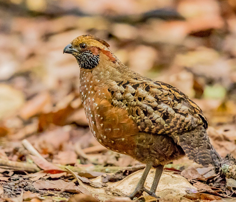 Spotted Wood Quail / Odontophorus guttatus photo call and song
