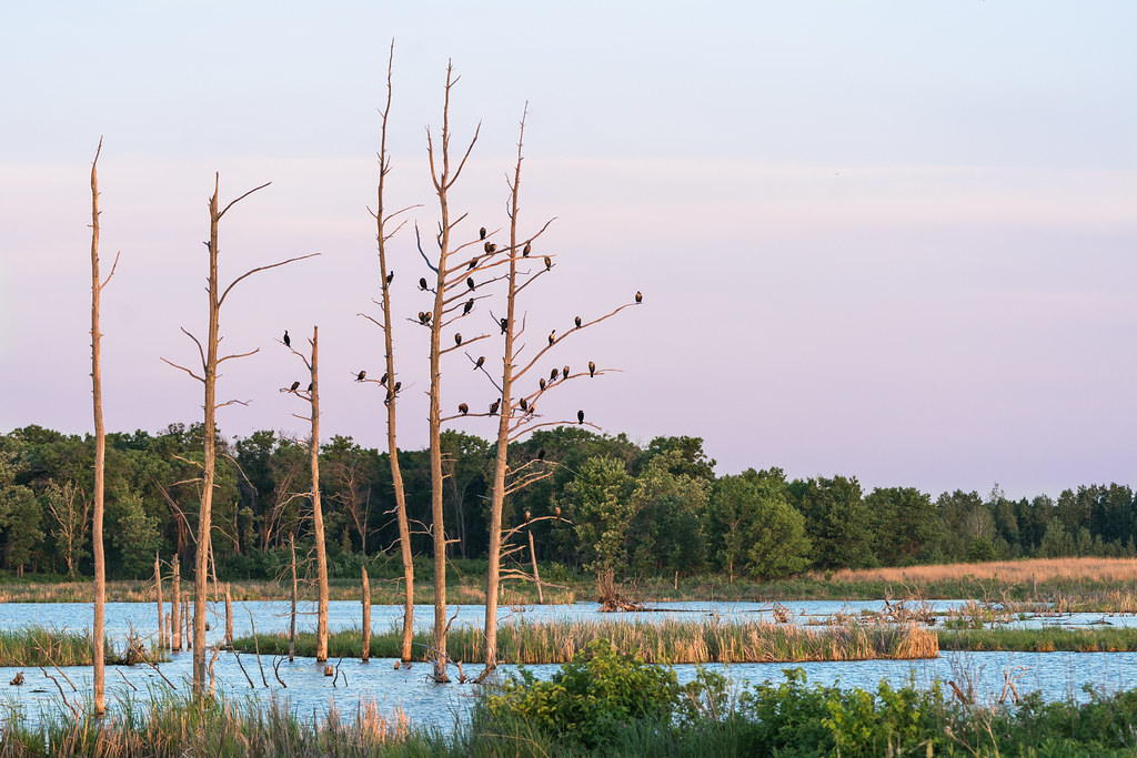 Cormorants at sunrise, Sherburne National Wildlife Refuge, Minnesota