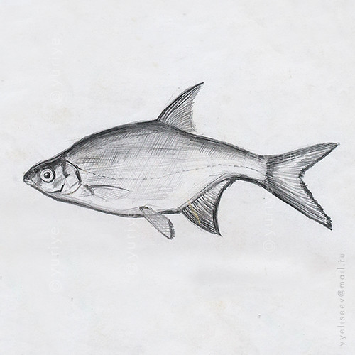 Bream / pencil drawing / Yuriy Eliseev Flickr
