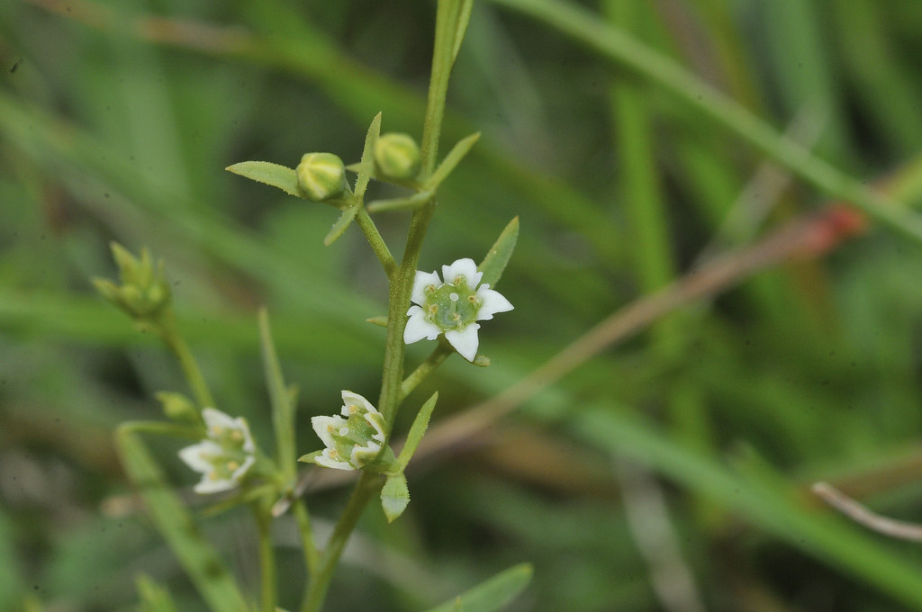 Bastard Toadflax (195) Therfield Heath, Herts June 2018 Flickr