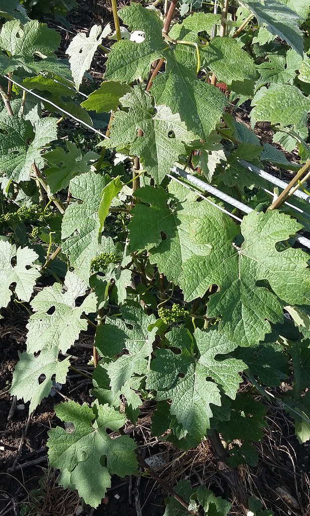 Pinot meunier à Bonneil (Aisne) Le Pinot Meunier est un cé… Flickr