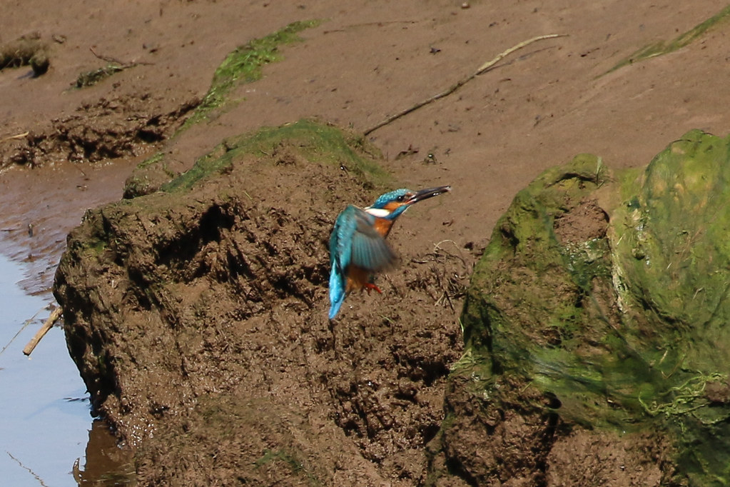 Kingfisherdoing what Kingfishers do !! Pow Burn Prestw… Dougie