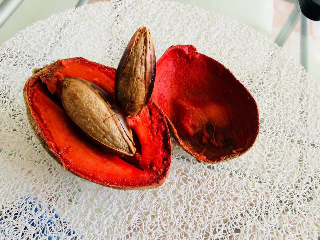 Pasión, fruto que es un afrodisíaco mamey zapote (Pouteria… Flickr