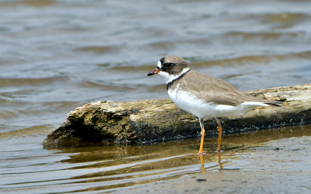 Semipalmated PloverCharadrius semipalmatus, Iowa City, IA… Flickr
