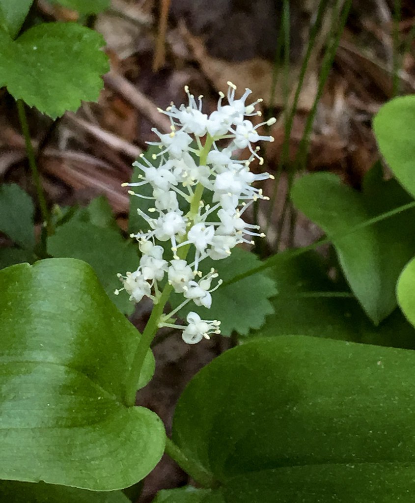 Canada Mayflower "Maianthemum canadense" Asparagaceae (Yuc… Flickr