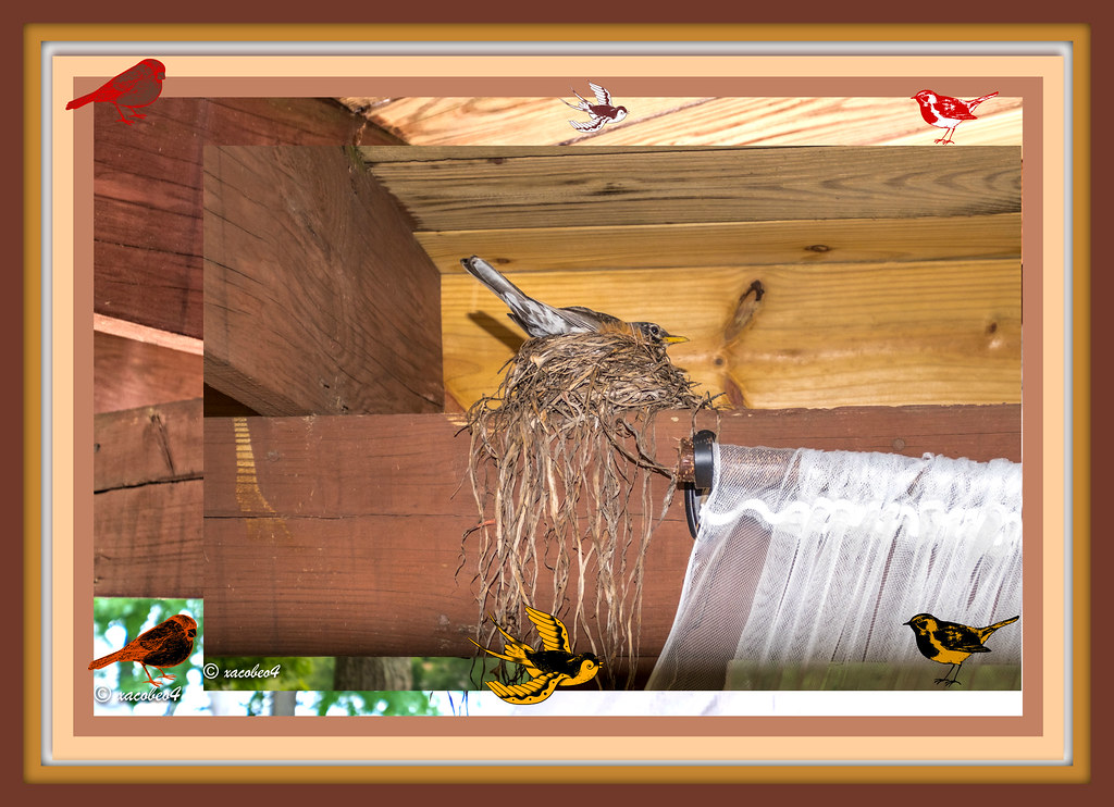 Mother bird feeding worms to 4 cute baby Robin. The Beauty… Flickr