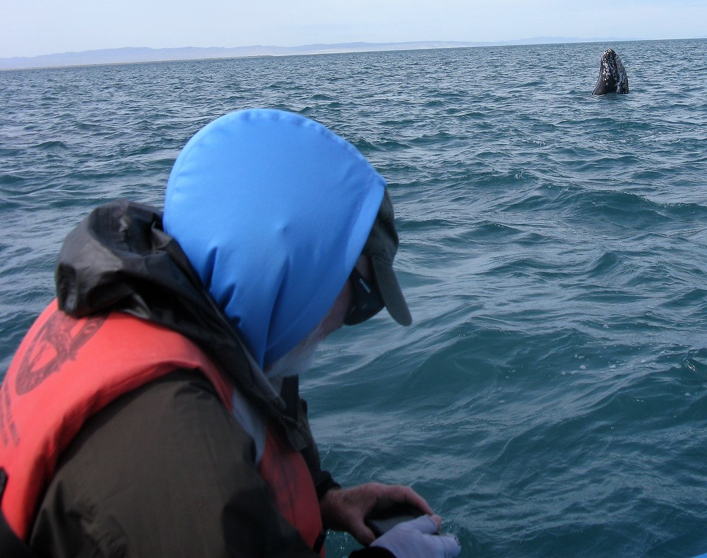 Whale watching in Scammon's Lagoon (60) bartgrubbs2000 Flickr