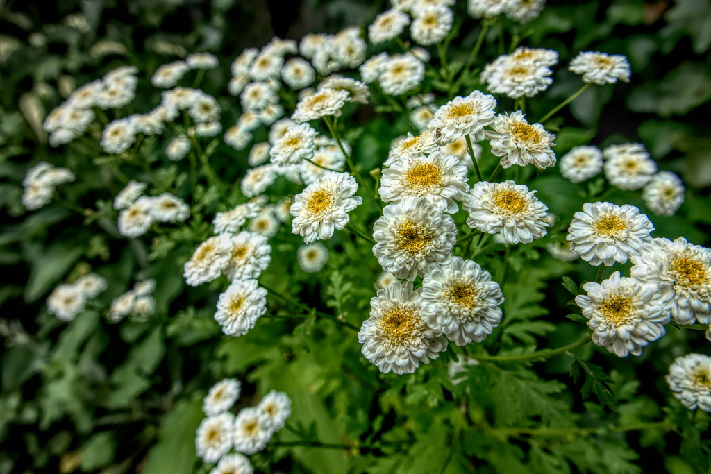 blooming yellow white flowers blooming yellow white flower… Flickr