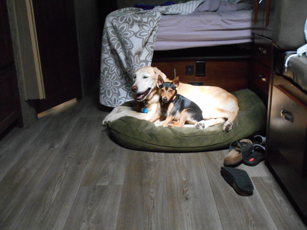 Sandy & Serra Laying On The Dog Bed; US Army Corps Of Engi… Flickr
