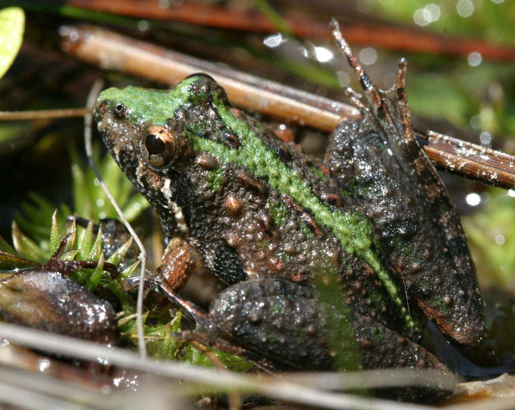 Southern Cricket Frog An example of the Southern Cricket F… Flickr