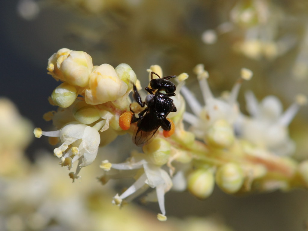 Native Stingless Bee teejaybee Flickr