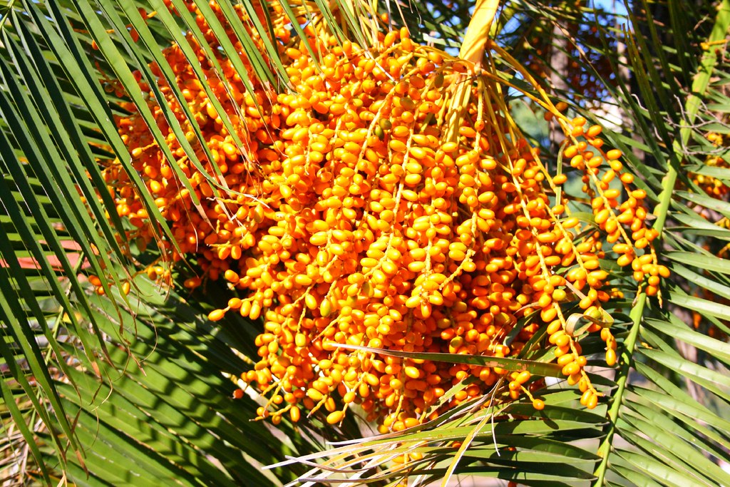 Palm berries fuguestate Flickr