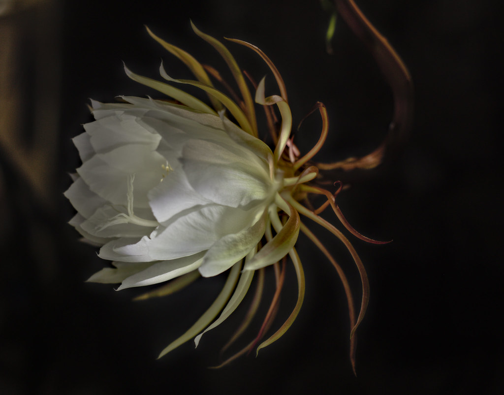 Epiphyllum oxypetalum This flower blooms very rarely and o… Flickr