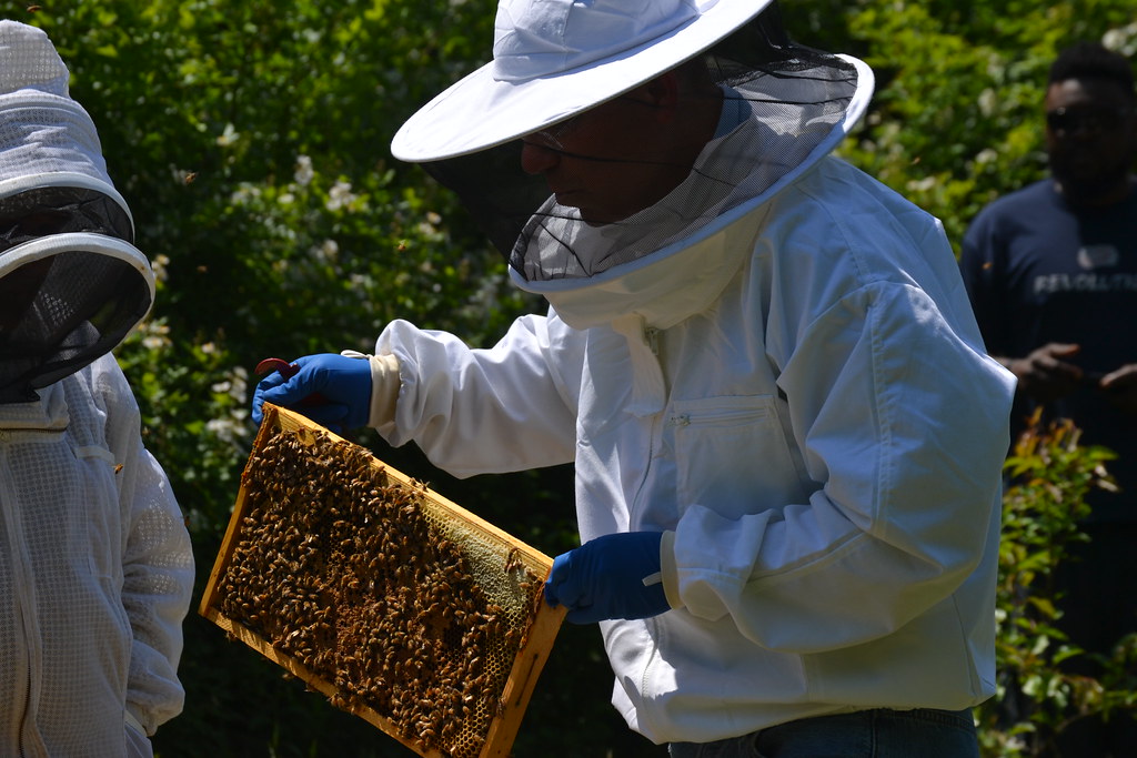 Beekeeping Therapy for Veterans Flickr