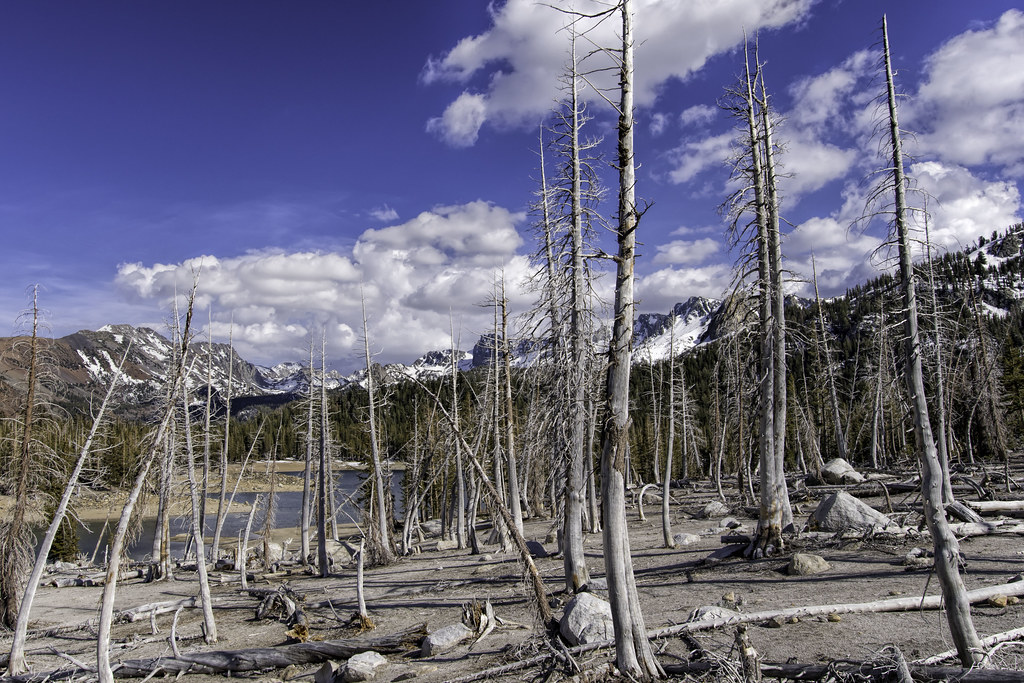 Horseshoe Lake, CA If you look closely at these trees, you… Flickr