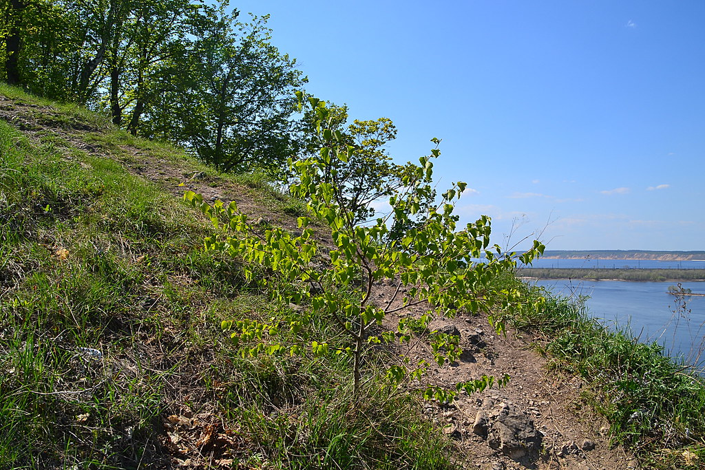 Small but strong birch Birch sapling on the slope of the M… Flickr