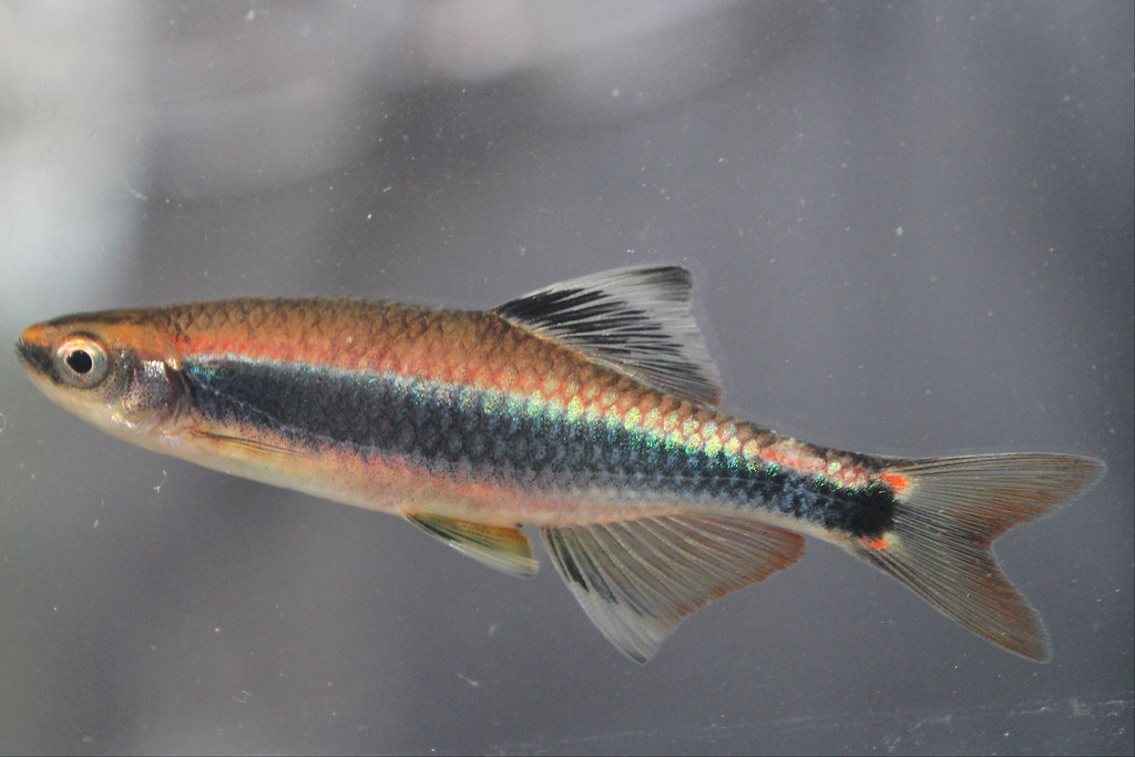 Pteronotropis_metallicus_1 (Metallic Shiner) Pteronotropi… Flickr