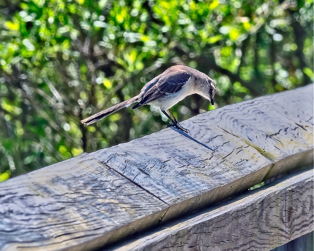 Bird OLYMPUS OMD EM1 and EM1 MKII Micro 4/3 Cameras Frank G. Heron