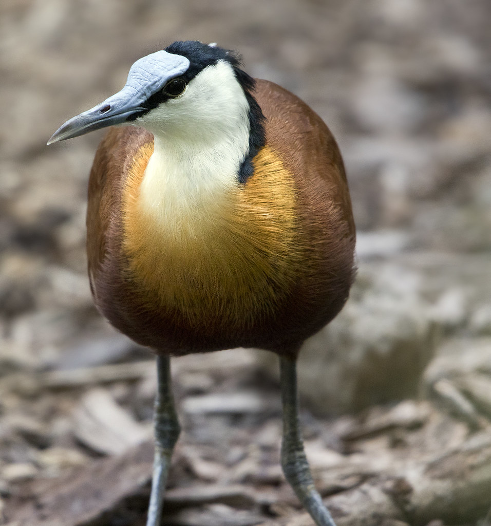 Sylvan Heights Bird Park Scotland Neck North Carolina a photo on Flickriver