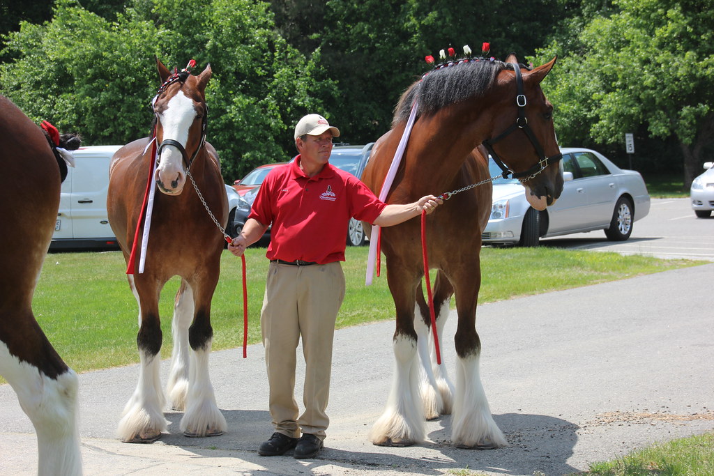 IMG_5178 Clydesdale Hitch Merrimack, NH June 2018 comtrag Flickr