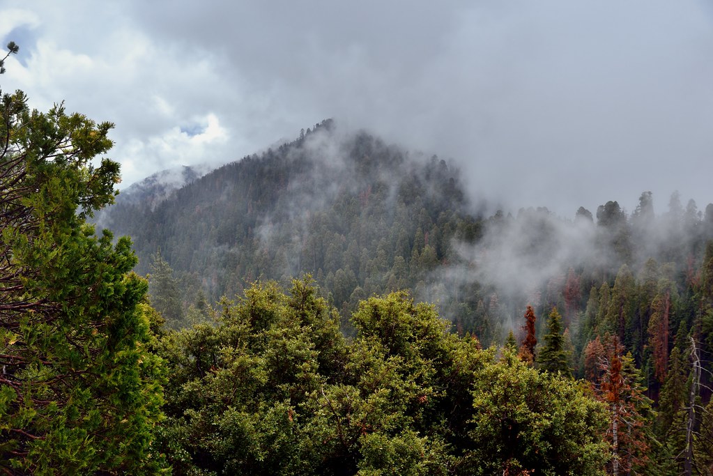 Elevation of Whitaker Forest, California, USA Topographic Map Altitude Map