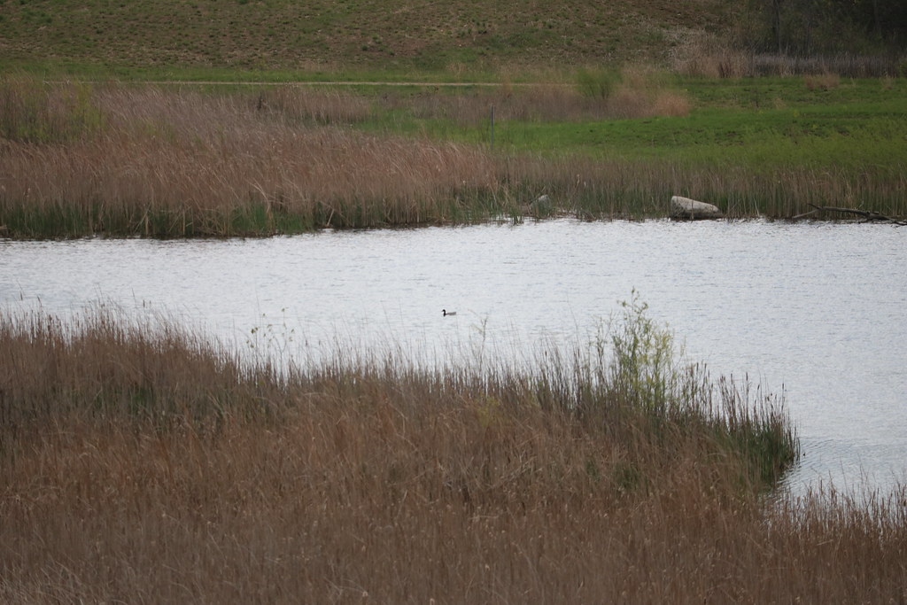 Jelke Creek Bird Sanctuary j.miner Flickr