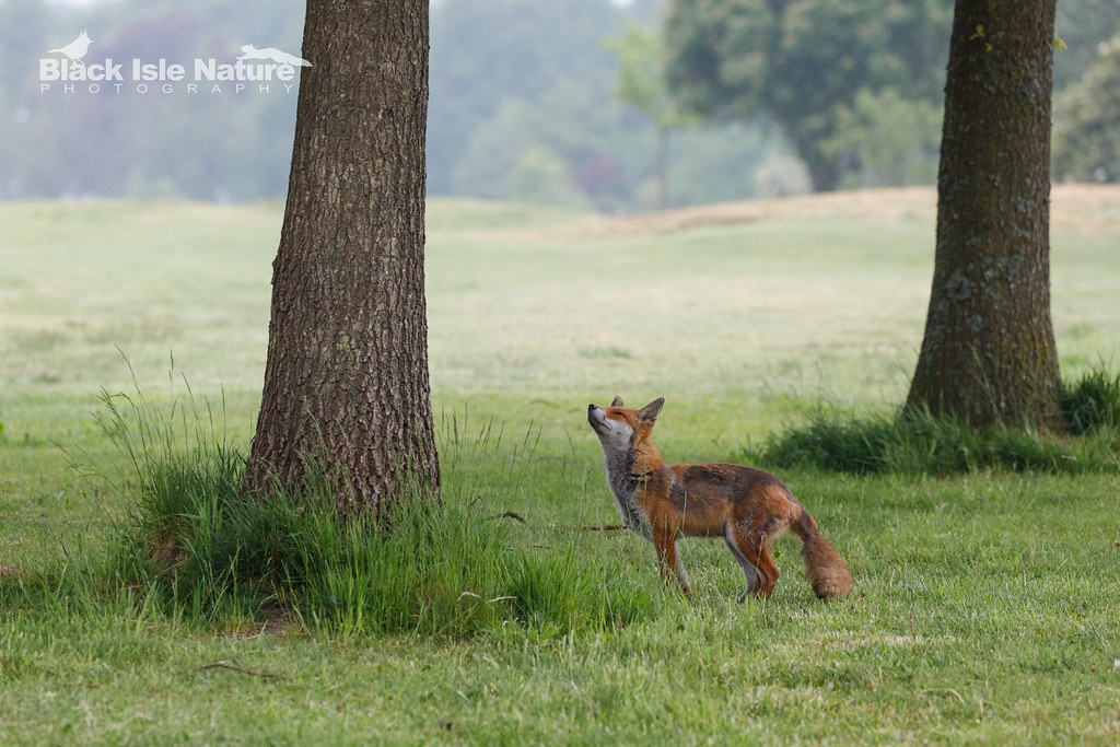 Red fox. Glasgow. I watched this urban fox as it chased a … Flickr