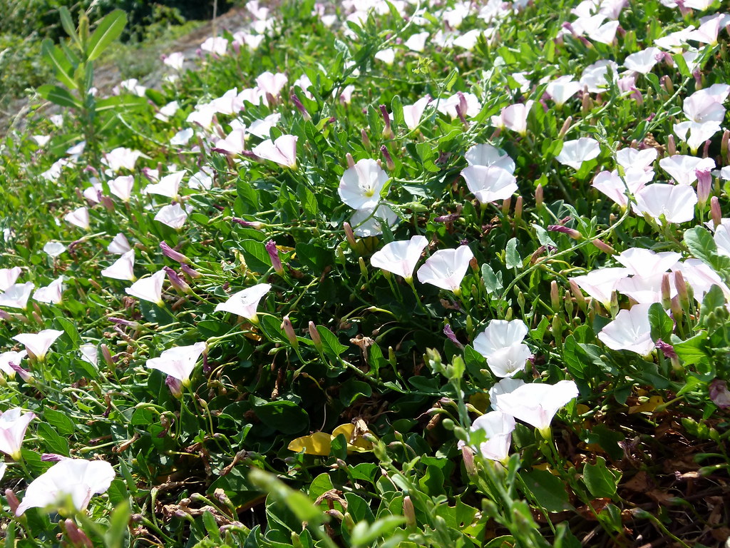 Flowers Bremen Germany Martin Tolle Flickr