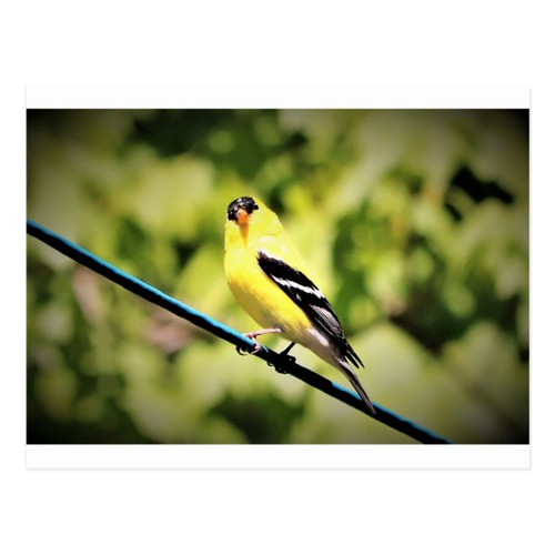 American Goldfinch Postcard Share Maine's beauty with fami… Flickr