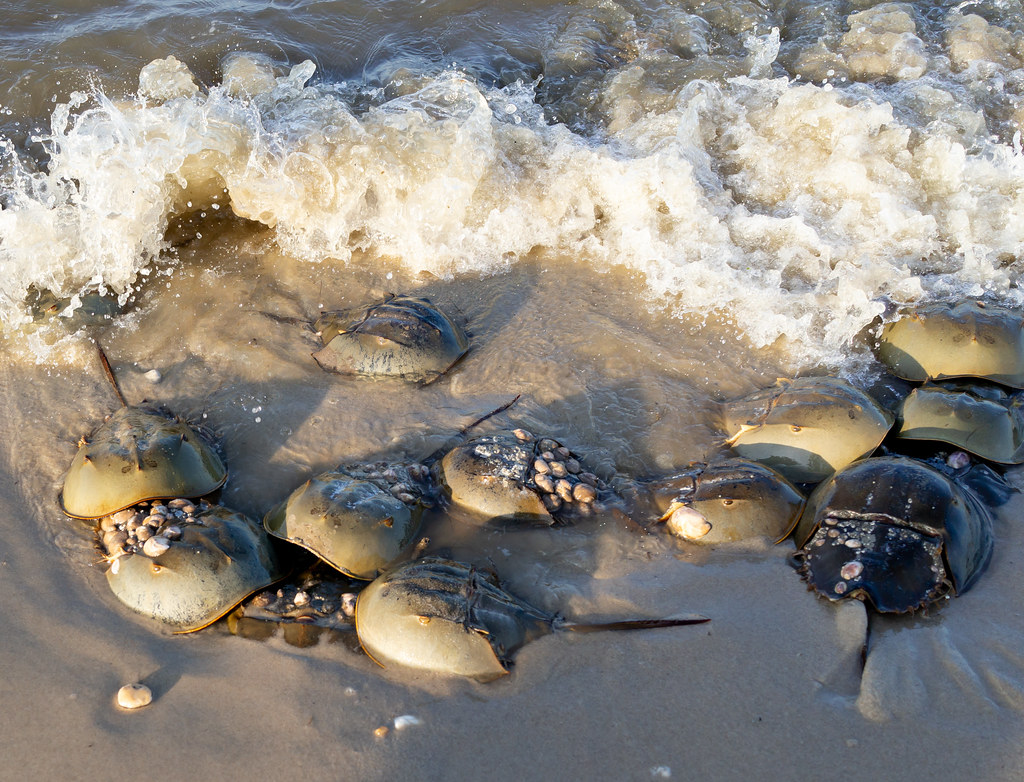 Horseshoe crab mating season Slaughter Beach, Delaware Flickr