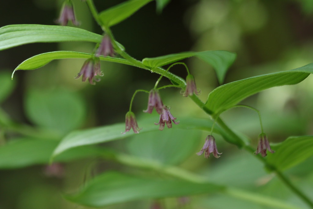 Trailside Rosybells, Pittsburg, NH S Harvell Flickr