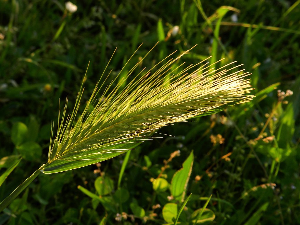 √ Les Plantes Herbacees Annuelles Mon Blog Jardinage