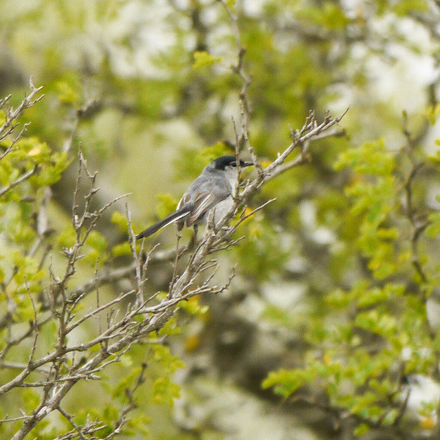 Falcon County Park, TX, April 2018 Flickr