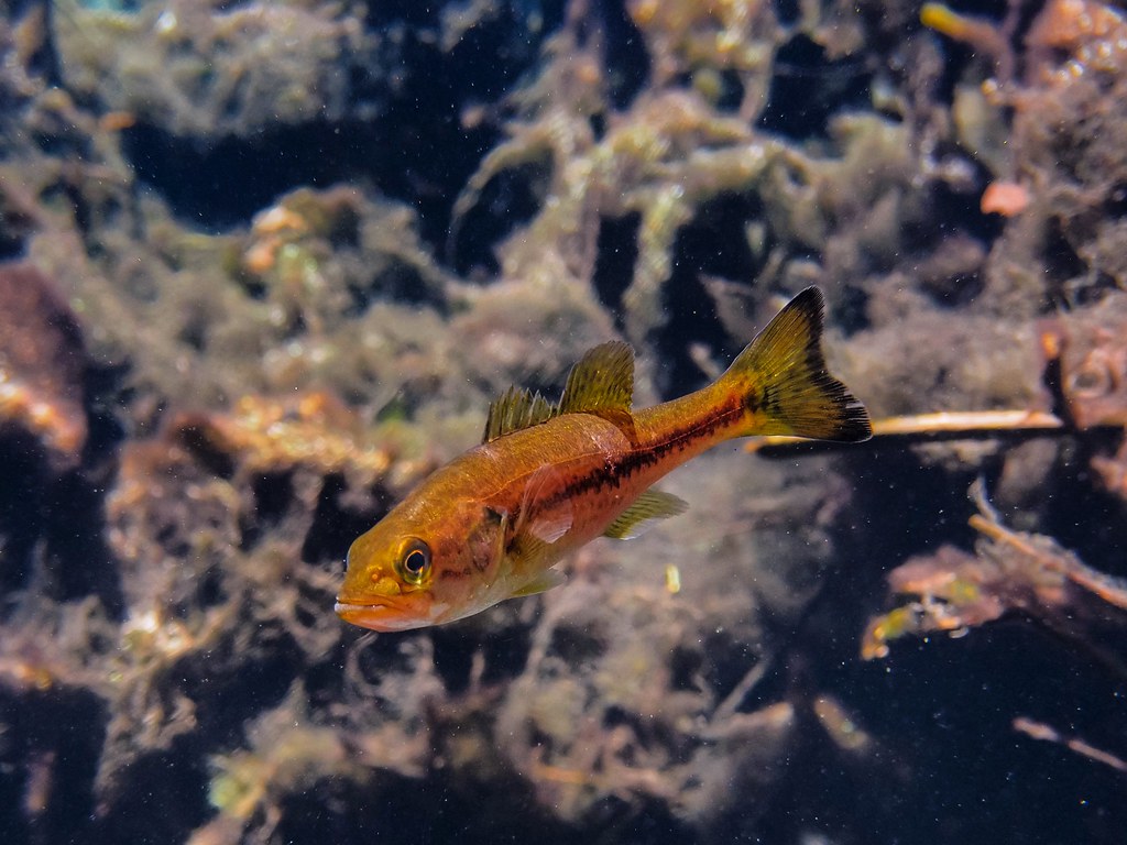 Growing Up Baby Bass in McCormick Springs Before this larg… Flickr
