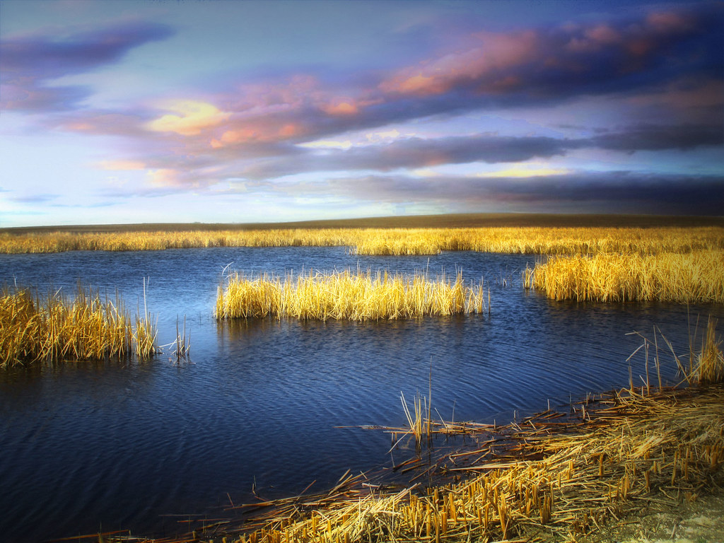 Prairie pond 25 Stutsman County, North Dakota. Thank you t… Flickr