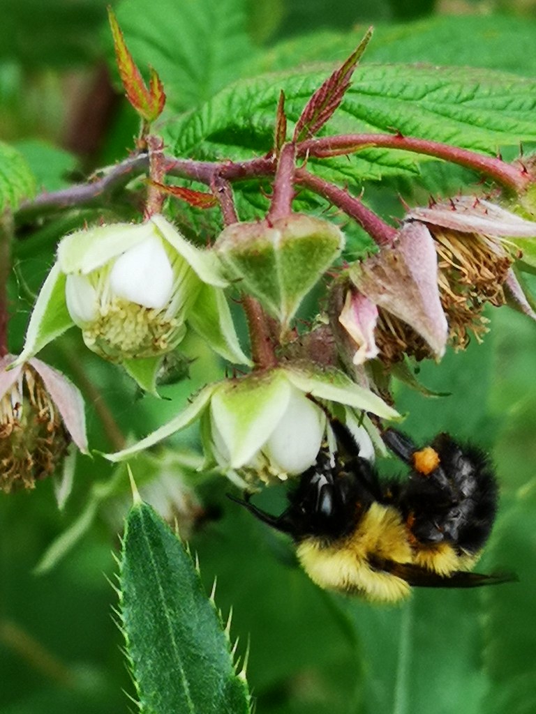 Bees pollinating raspberries oznor karen_hine Flickr