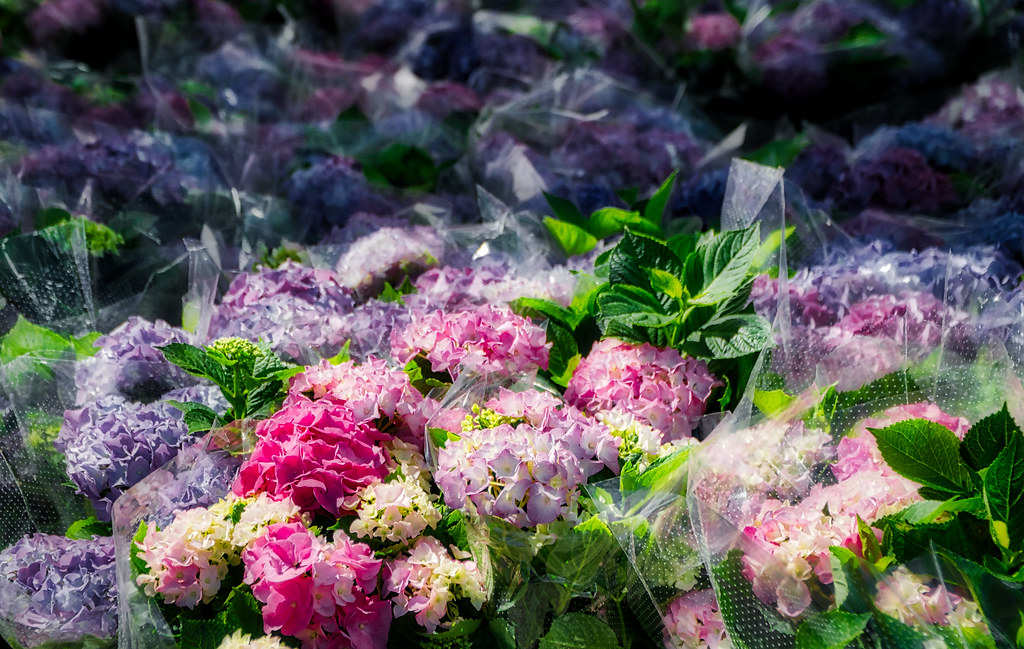 Flowers of Gothenburg Russ Delaney Flickr