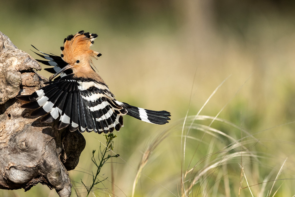 Eurasian Hoopoe Hoopoe feeding at nest site in Serbia. Ozaero Flickr