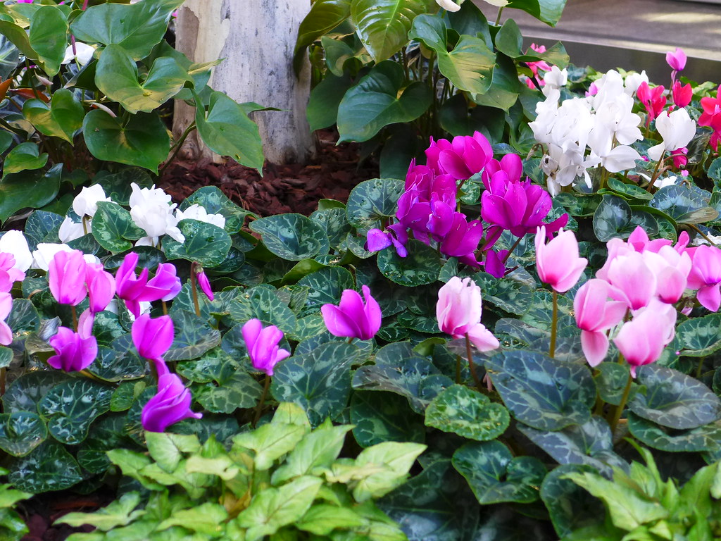 Winter bedding cyclamen in Queen Street, Brisbane June 201