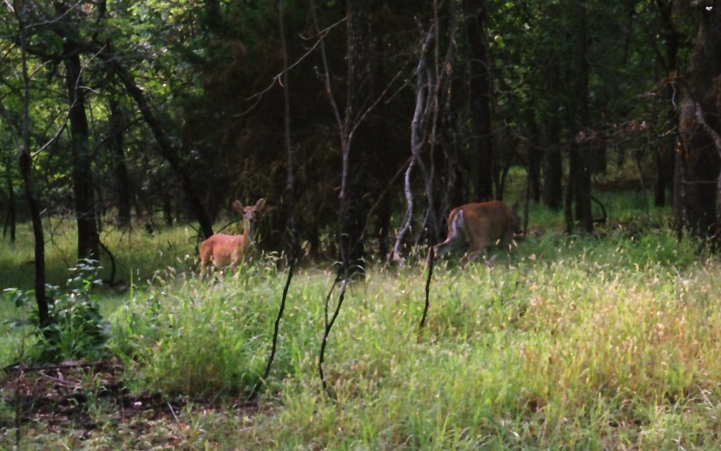 Arkansas Deer While driving from Van Buren, Arkansas, to t… Flickr