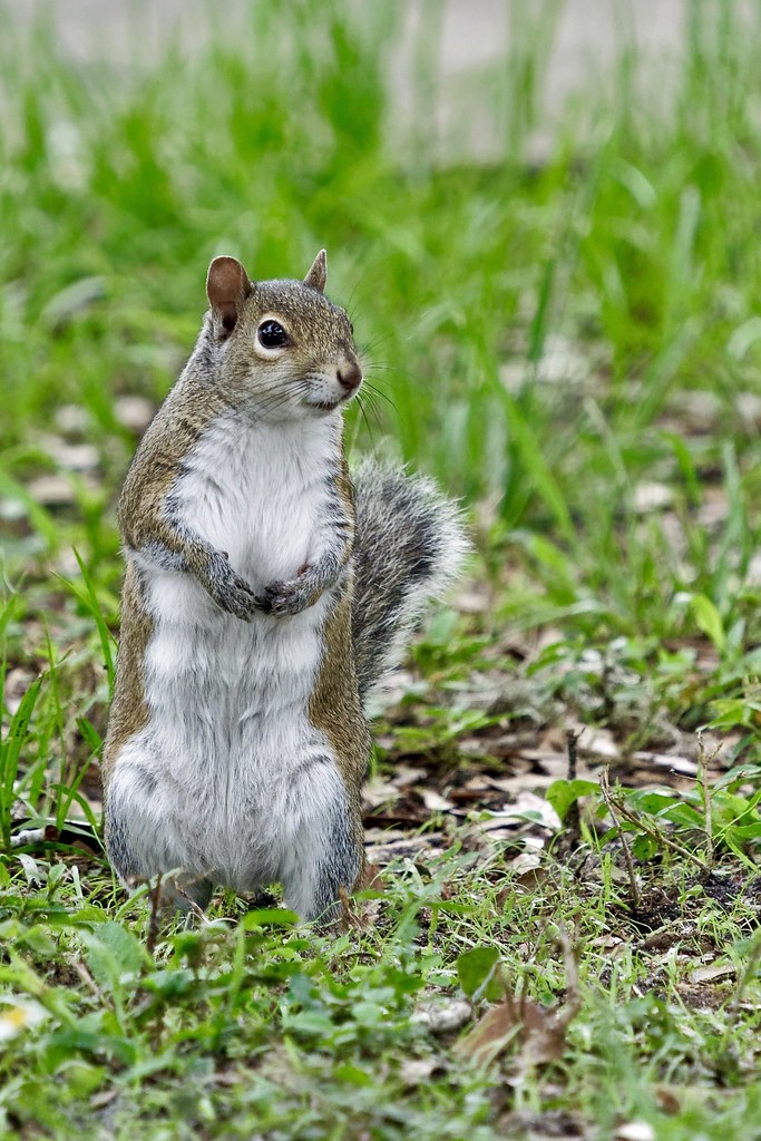Eastern Gray Squirrel Flickr