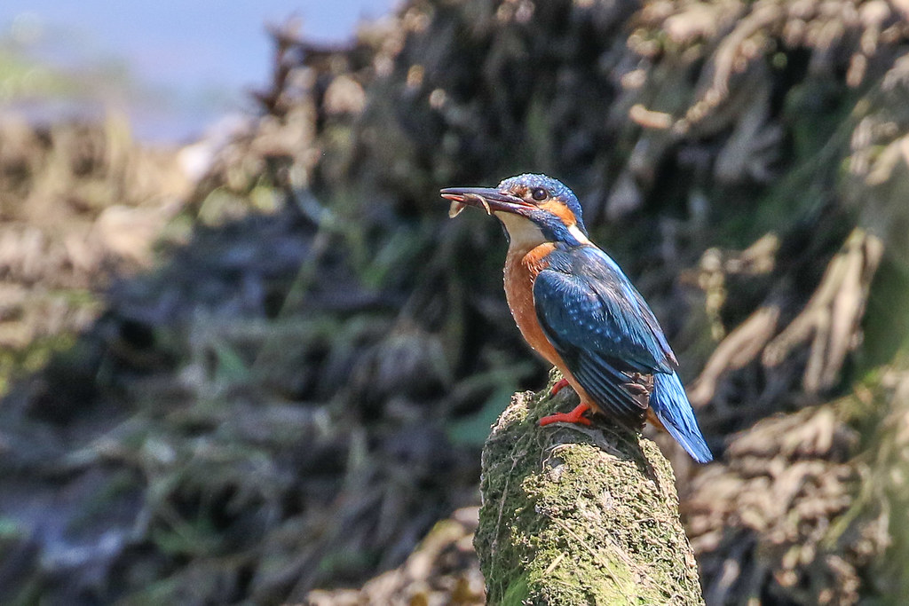 Kingfisher Pow Burn Ayrshire Dougie Edmond Flickr