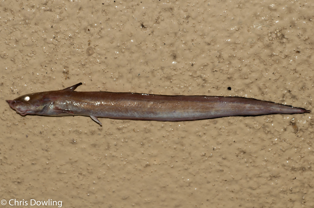 Eeltail catfish sp1.jpg Chris Flickr