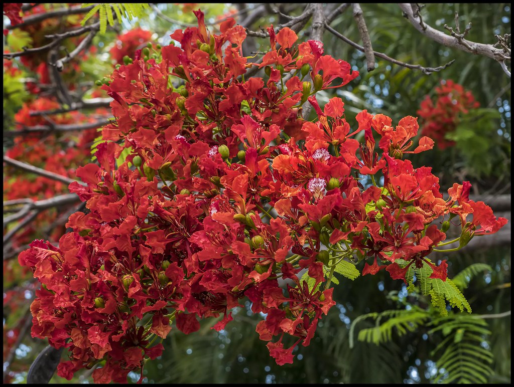 Poinciana in Bloom2= Poinciana in Bloom John Flickr