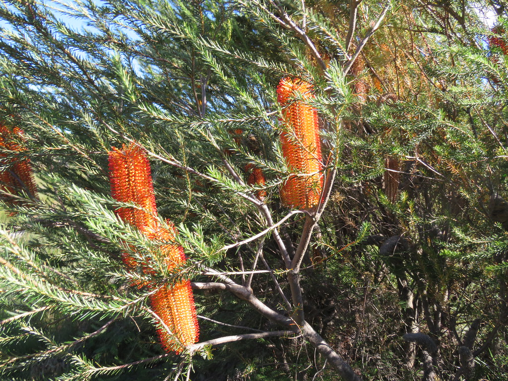Banksia ericifolia Banksia ericifolia L.f., Porters Creek,… Flickr