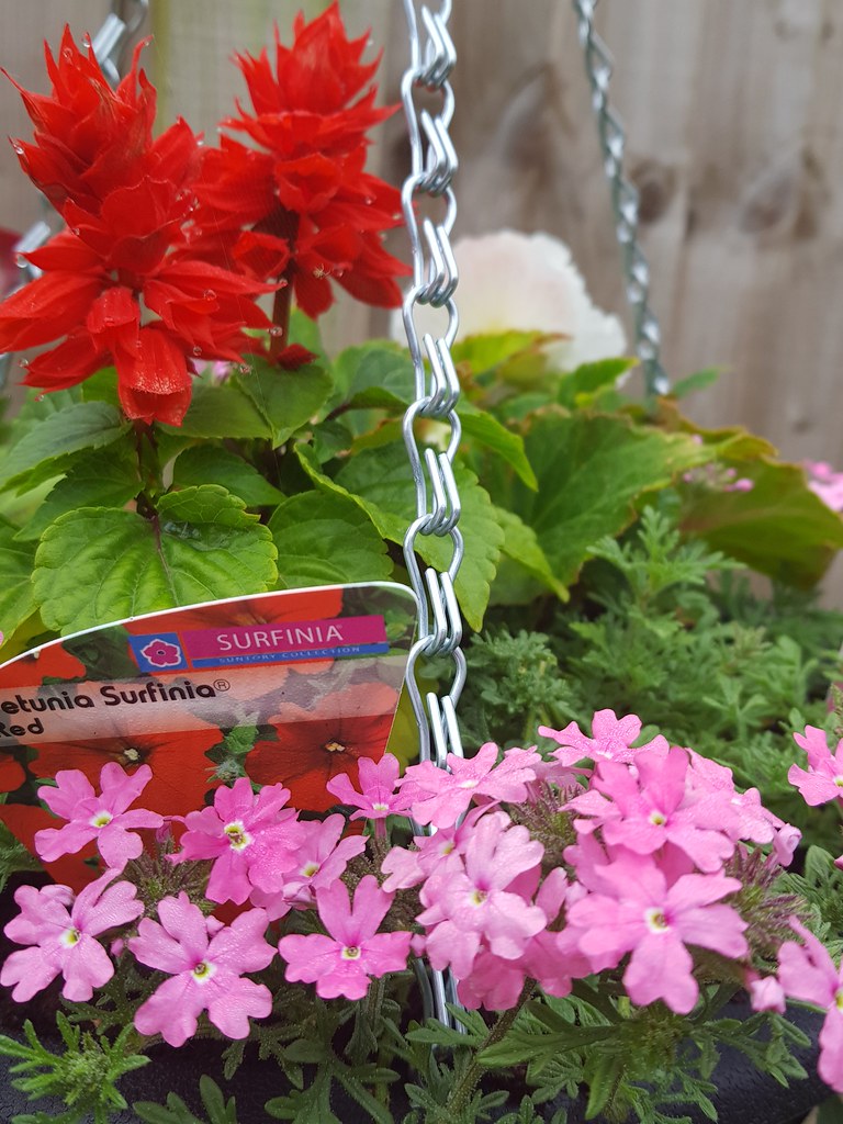 Say it with flowers Dalton Powell Flickr