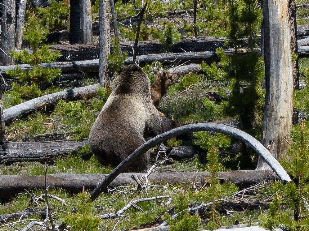 Grizzly Bear Grizzly Bear taking an elk calve. Yellowstone… Flickr