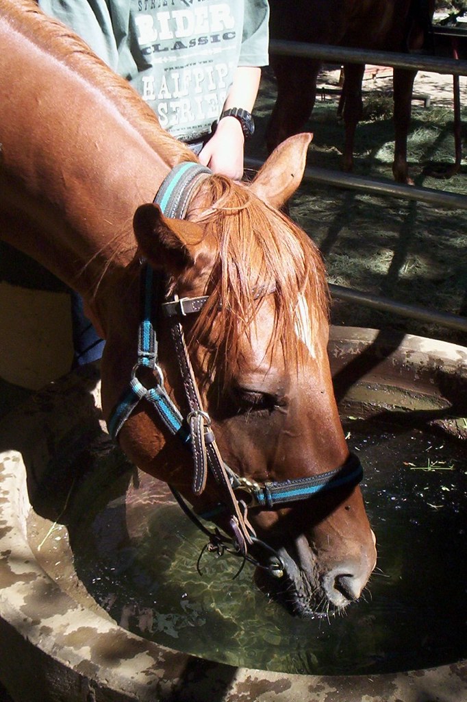 Leading a horse to water Hannah Macdonald Flickr